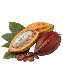Cacao