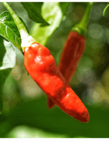 Ớt Sừng