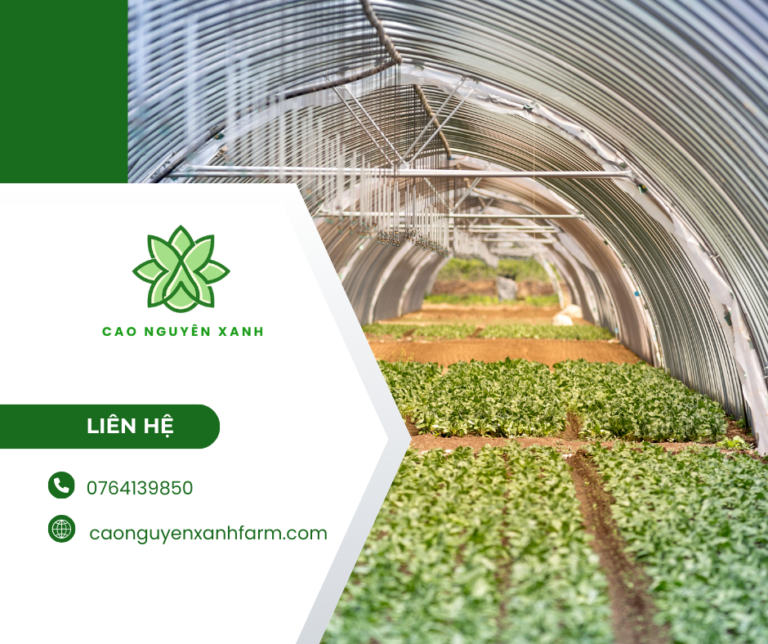 Cao Nguyên Xanh xây dựng hệ sinh thái HTX